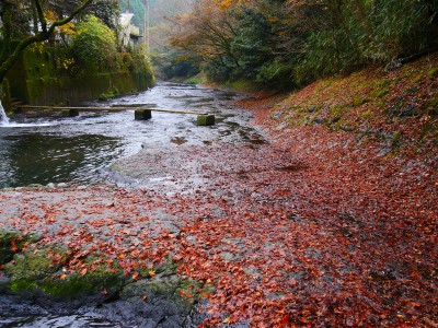 木郷滝自然つりセンター 秋03